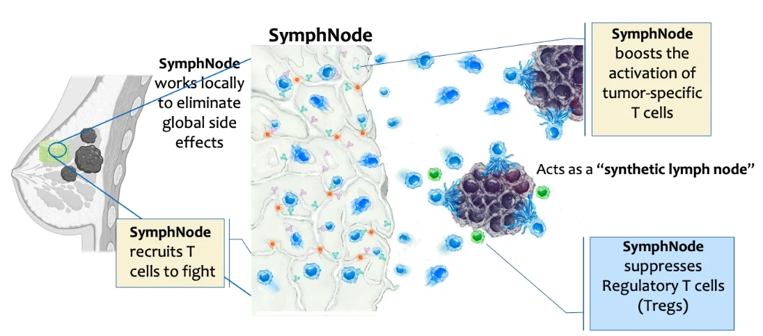 Diagram: SymphNode beside a tumor acts as a synthetic lymph node, recruiting and activating T cells that attack the tumor while suppressing regulatory T cells.